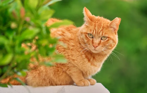 Greens, cat, cat, look, leaves, branches, nature, pose