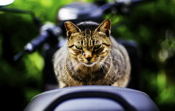 Cat, look, background