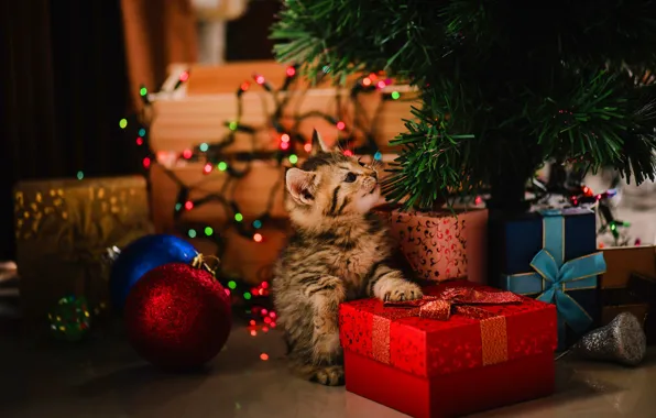 Cat, balls, pose, kitty, holiday, legs, lights, baby
