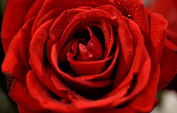 Drops, macro, rose, petals, Bud, red rose