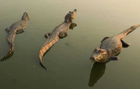 Water, reflection, crocodiles, Cayman
