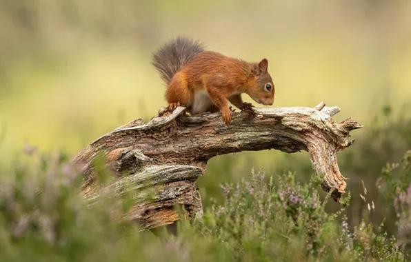 Picture summer, grass, look, nature, pose, glade, stump, protein