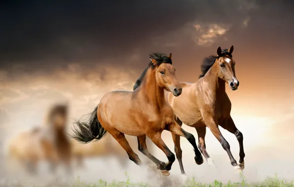 Grass, clouds, horse, running