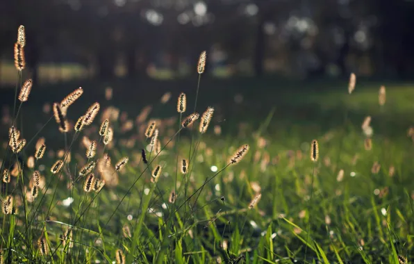 Greens, grass, macro, background, widescreen, Wallpaper, plant, blur