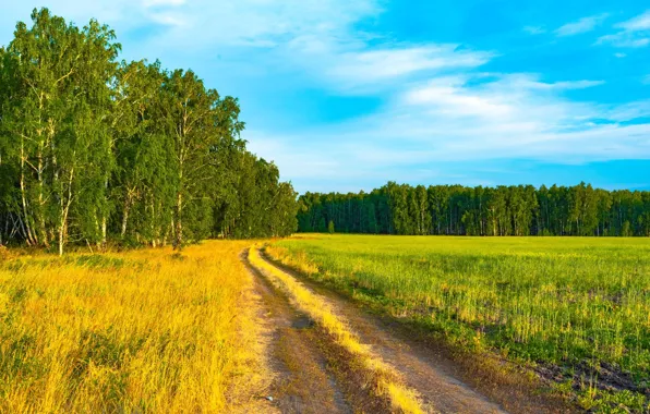 Wallpaper road, field, forest for mobile and desktop, section пейзажи ...