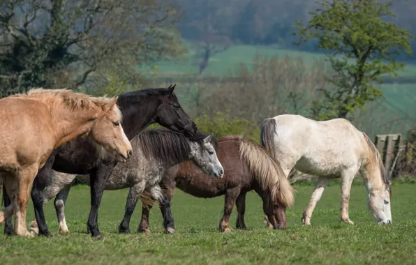 Greens, field, grass, trees, nature, Park, mood, horse
