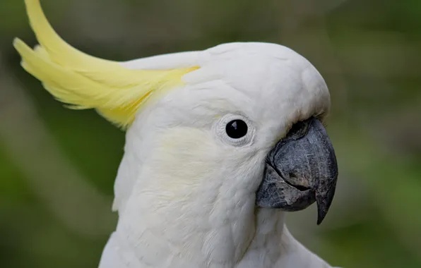 White, bird, Parrot, Ara, Chub