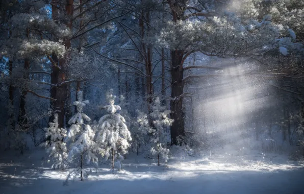 Picture winter, forest, light, snow, trees, nature, pine