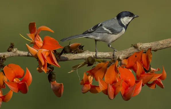 Flowers, branches, background, bird, tit