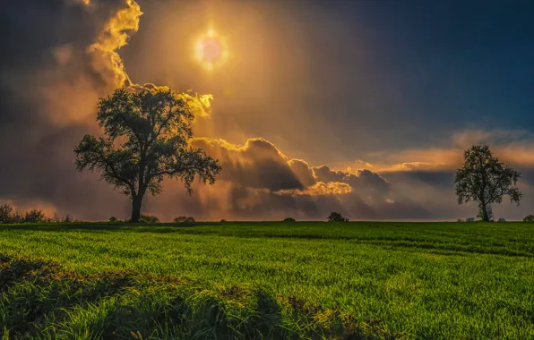Picture field, the sun, clouds, rays, tree