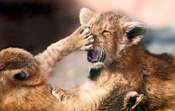 Paw, the cubs, play, fun