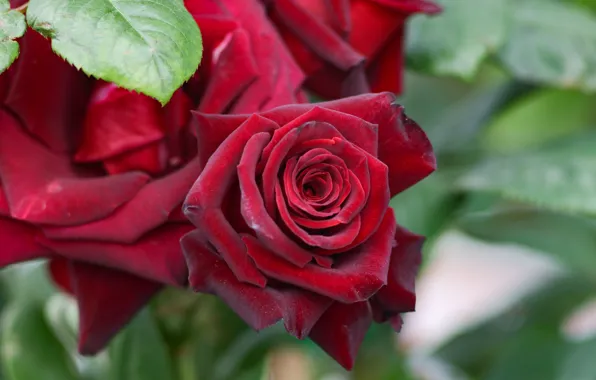 Picture flowers, red, roses, red, buds, the bushes, roses
