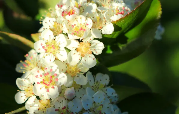 The sun, macro, spring, beautiful, flowering, green leaves, flowering tree