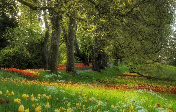 Picture grass, trees, flowers, glade, Spring, tulips, alley