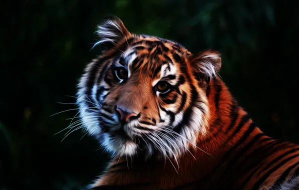 Picture look, predator, tiger