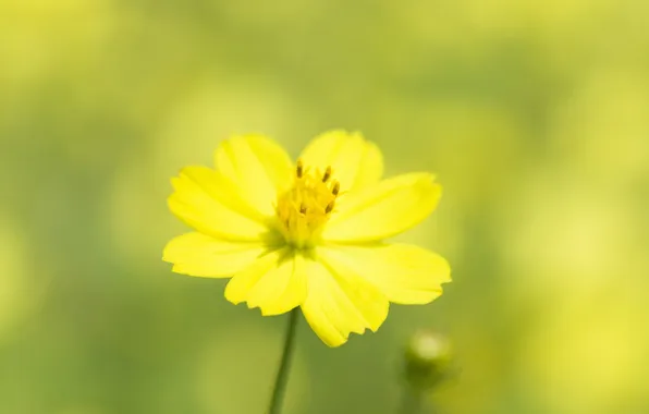 Macro, light, flowers, yellow, nature, plant, color, petals