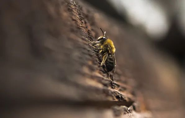Picture macro, nature, bee