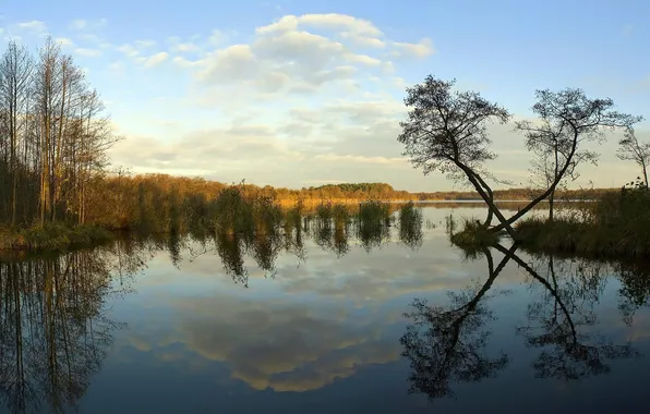 Trees, nature, lake, reflection, sky