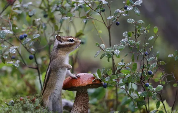 Picture nature, Rosa, berries, mushroom, moss, boletus, Chipmunk, animal