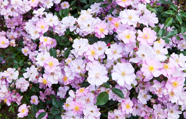 Flowers, spring, garden, flowers, garden, spring