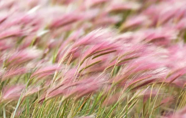 Picture field, plant, Canada, Yukon, barley maned, National Park Clean