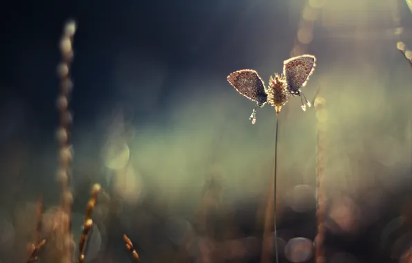 Macro, butterfly, spikelets, nasekomoe