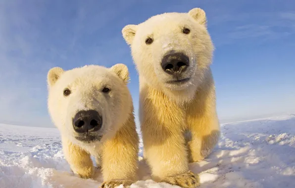Picture the sky, snow, bears, polar bear, North