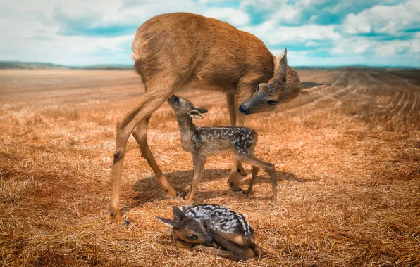 Picture field, deer, offspring, DOE