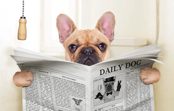 Dog, humor, dog, newspaper