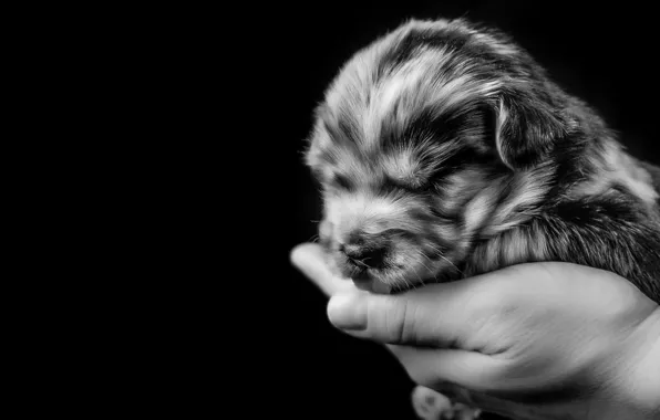 Hand, dog, black and white, puppy, monochrome, Pyrenean shepherd, baby