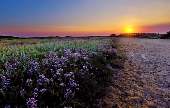 Picture field, summer, the sky, the sun, rays, sunset, flowers, earth