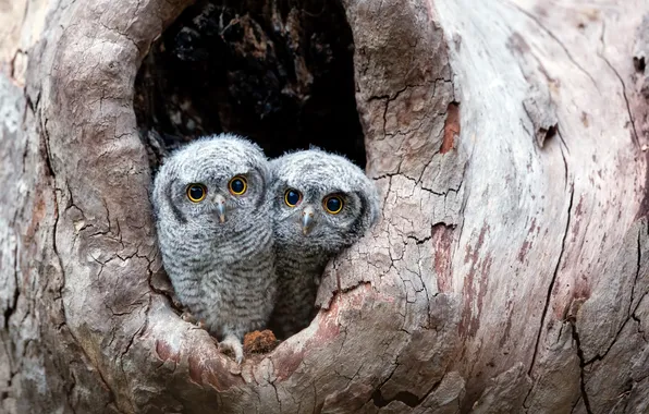 Birds, owls, the hollow