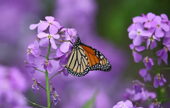 Macro, flowers, butterfly, The monarch, Gillyflower