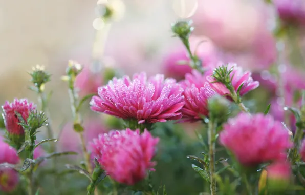 Cold, autumn, flowers, pink, frost