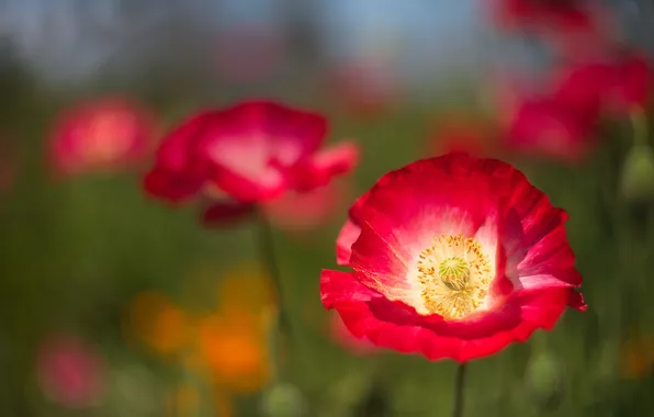 Summer, macro, light, flowers, Mac, Maki, garden, red