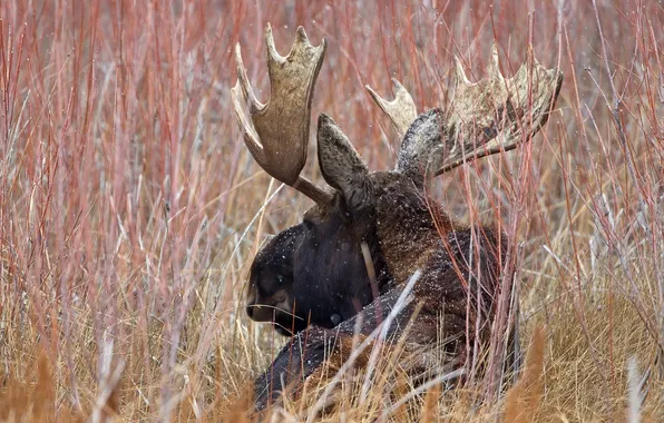 Picture nature, horns, moose