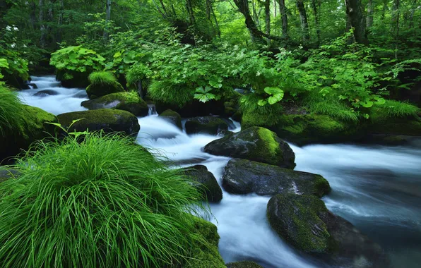 Greens, grass, water, trees, stream, stones, moss