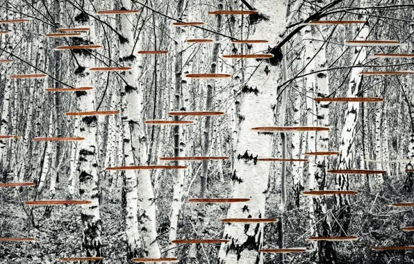 Nature, background, birch
