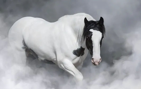 Look, face, pose, fog, horse, horse, couples, haze