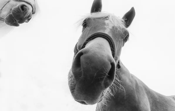 Picture background, horses, muzzle