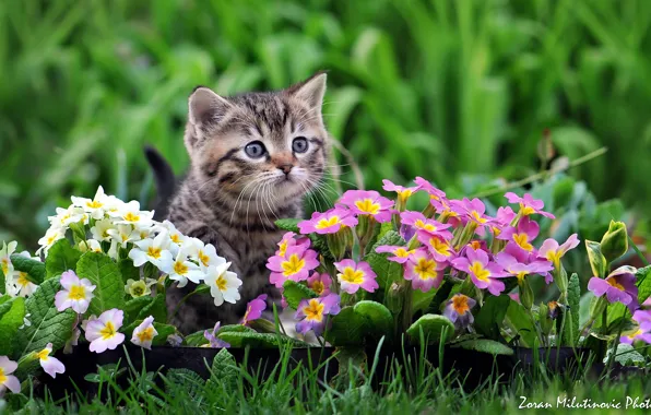 Flowers, baby, kitty, Primula, by Zoran Milutinovic