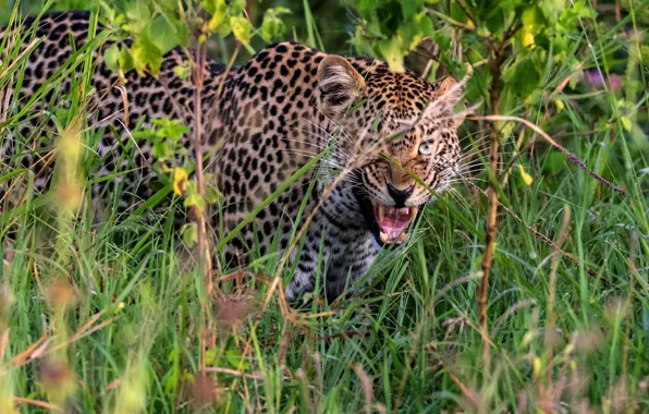 Grass, look, leopard, grin