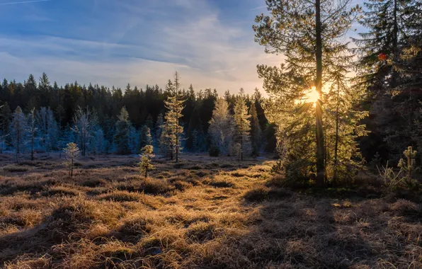 Autumn, forest, the sun, clouds, rays, light, trees, branches