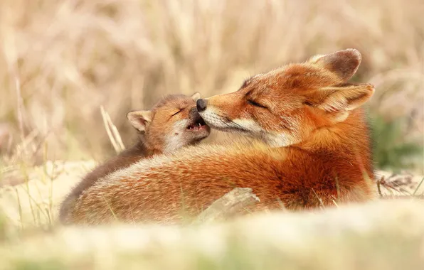 Together, baby, Fox, Fox, care, cub, mom, lie