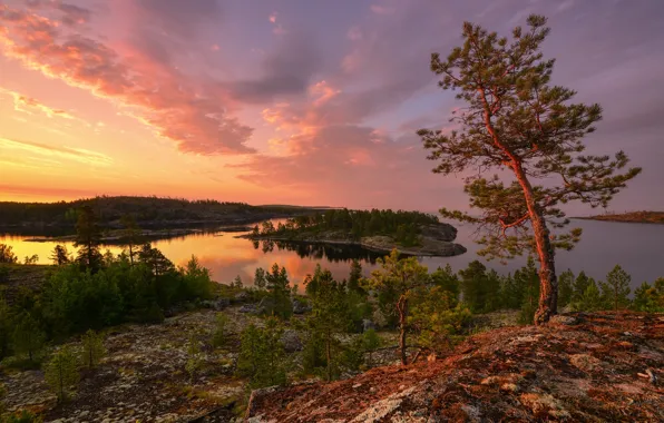 Trees, landscape, nature, forest, Lake Ladoga, Ladoga, white night, Maxim Evdokimov