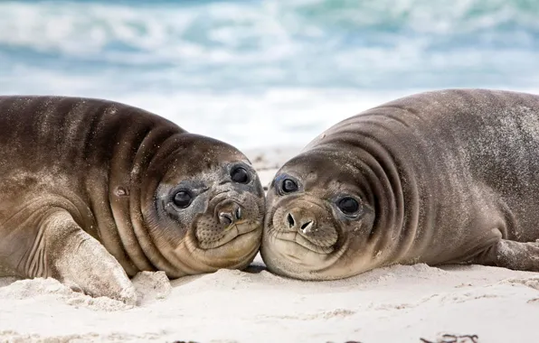 Sea lion, Falkland Islands, eared seal