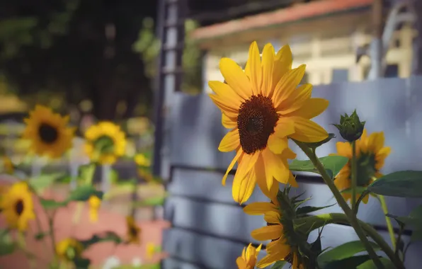 Flower, summer, light, sunflowers, flowers, yellow, house, sunflower