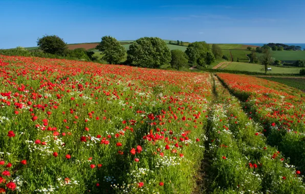 Road, greens, field, summer, the sky, grass, trees, flowers