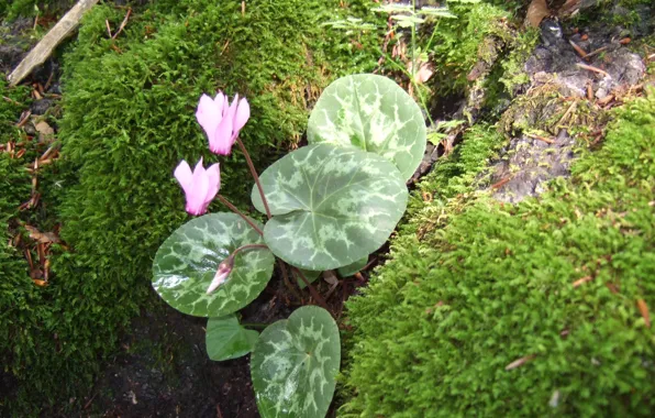 Picture forest, summer, nature, stones, cyclamen
