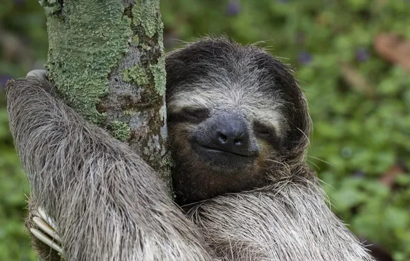 Picture forest, tree, cute, wild animal, sloth, animal themes, wiildlife